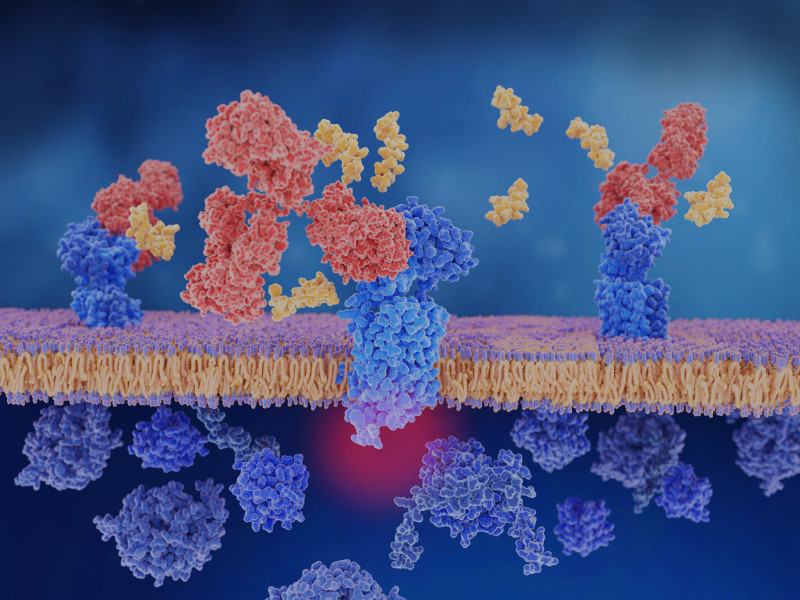 protein purification