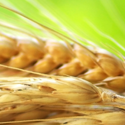 auto extraction don wheat